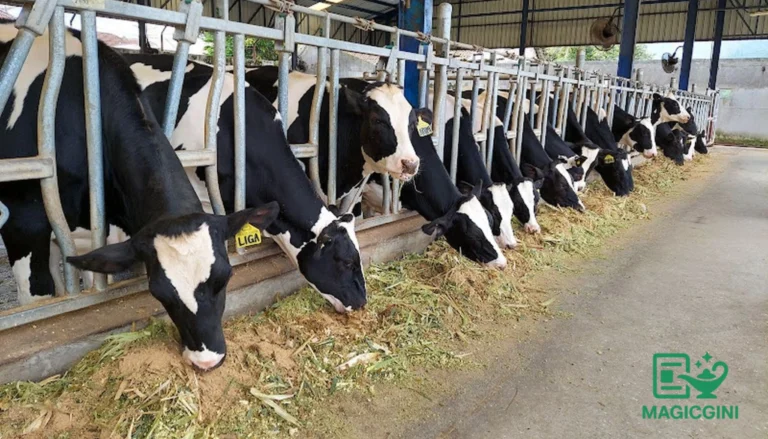 perternakan sapi perah